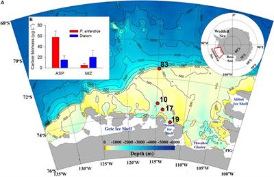 A Unique Benthic Microbial Community Underlying the Phaeocystis antarctica-Dominated Amundsen Sea Polynya, Antarctica: A Proxy for Assessing the Impact of Global Changes